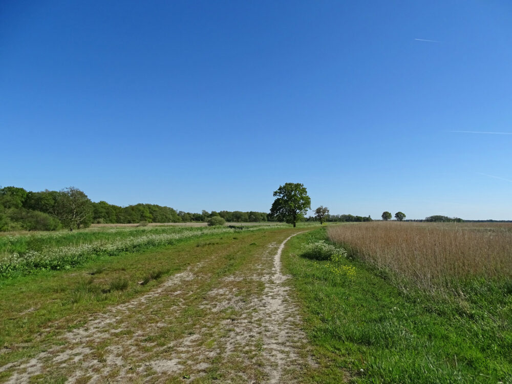 Langs het stroomgebied Eelderdiep in het voorjaar (Onlanden)