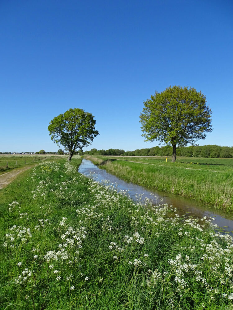 Langs het stroomgebied Eelderdiep in het voorjaar (Onlanden)