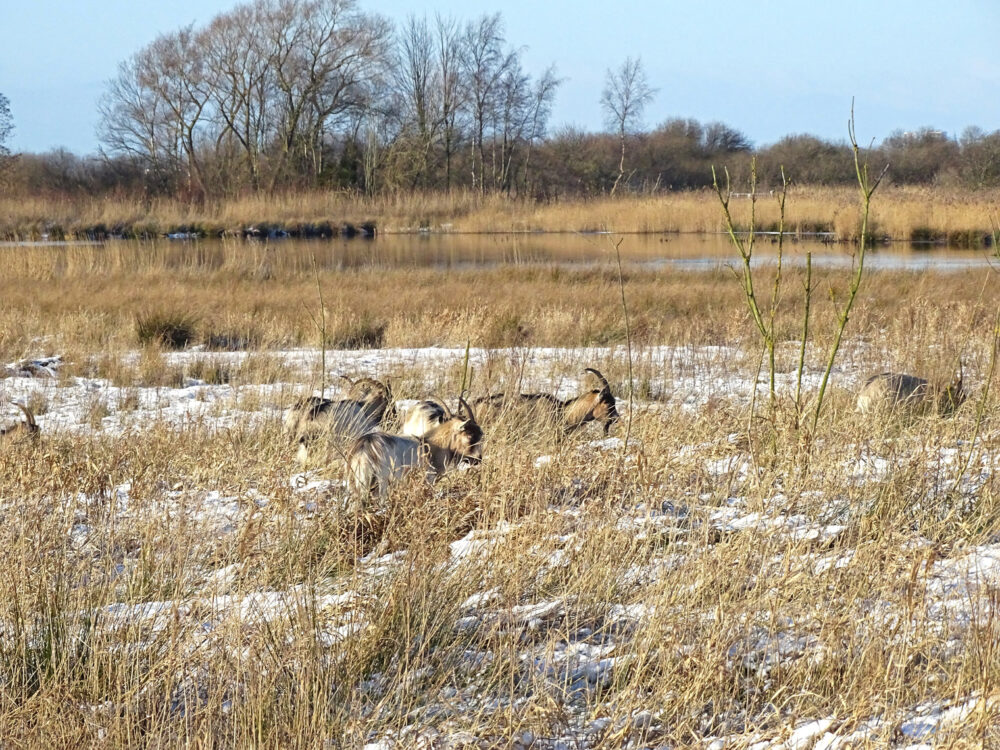 Leinwijk