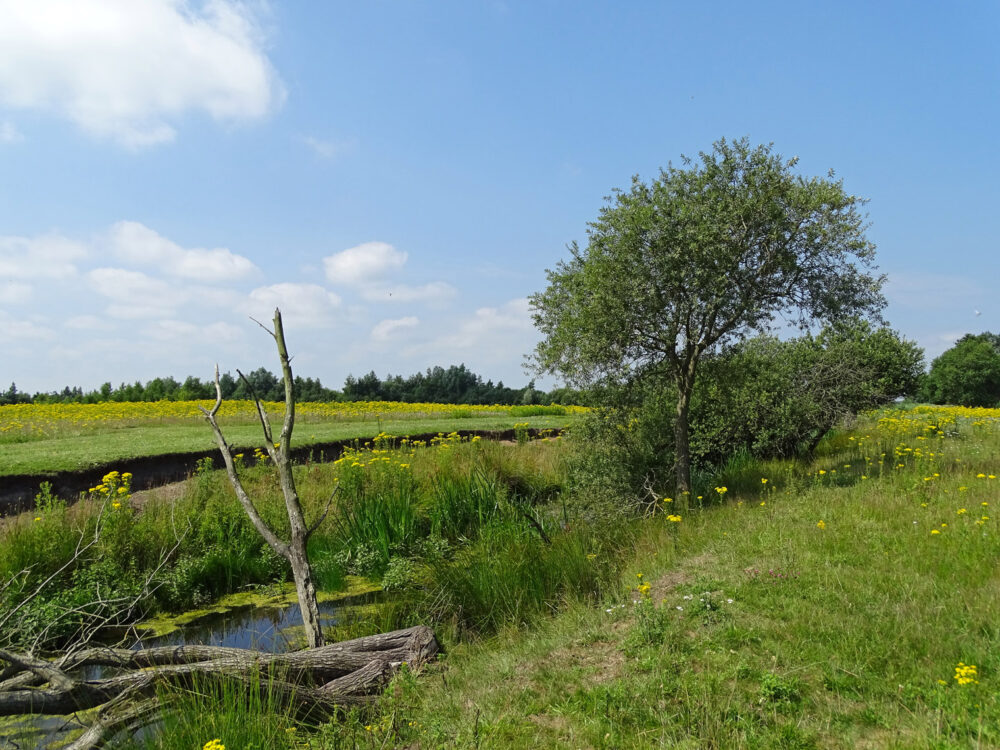 Leinwijk (Zuidlaardermeer)