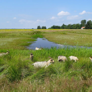 Leinwijk (Zuidlaardermeer)