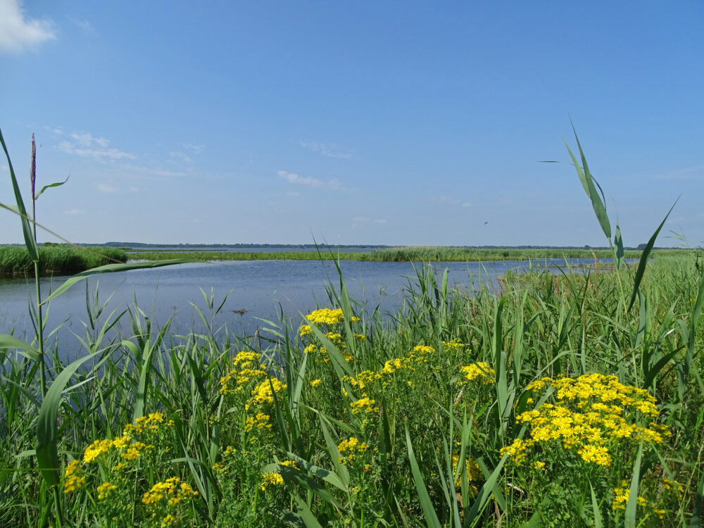 Leinwijk (Zuidlaardermeer)