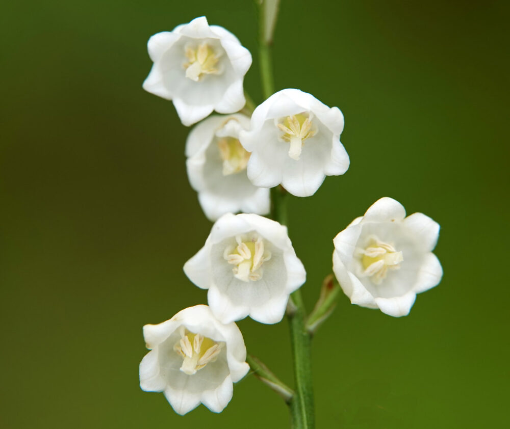 Lelietje-van-dalen