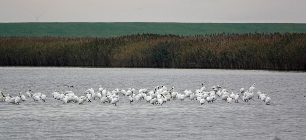 Lepelaars (Breebaartpolder)