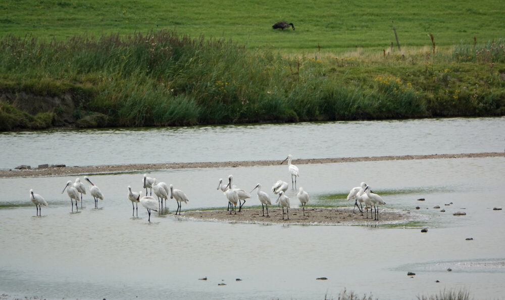 Lepelaars (Klutenplas)