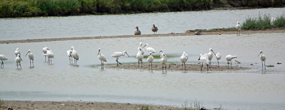 Lepelaars (Klutenplas)