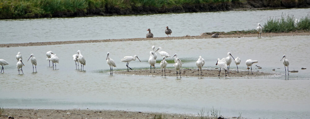Lepelaars (Klutenplas)