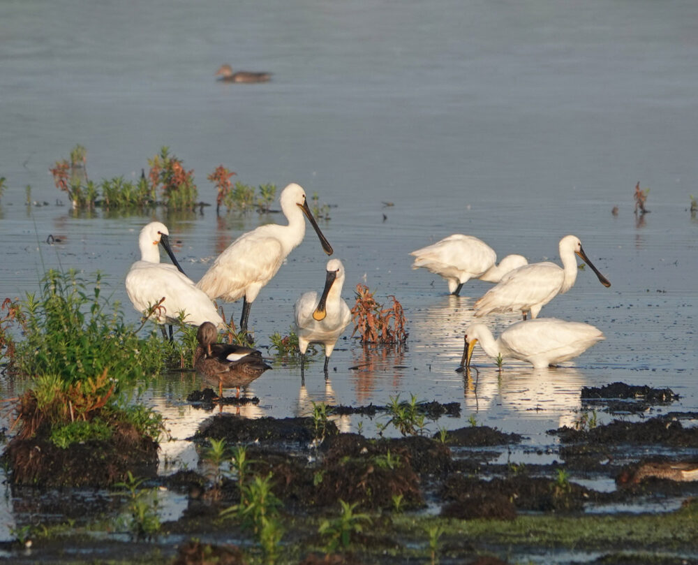 Lepelaars in de Peizerweering (Onlanden)