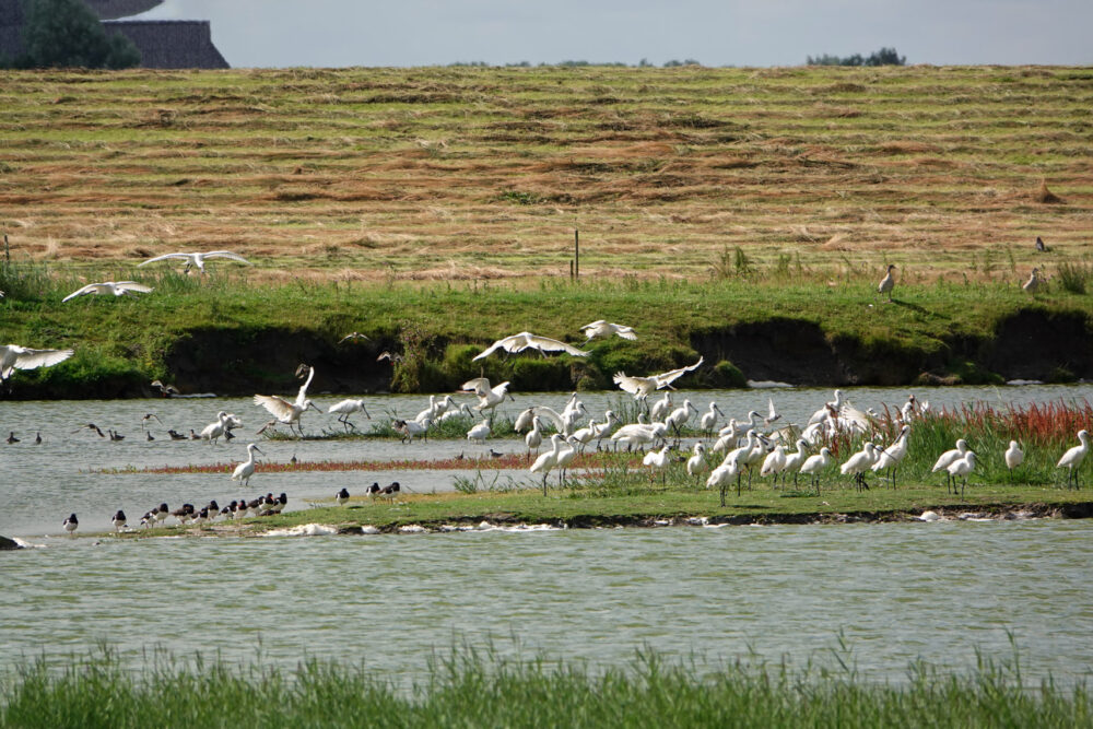 Lepelaars boven Klutenplas