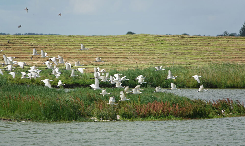 Lepelaars boven Klutenplas