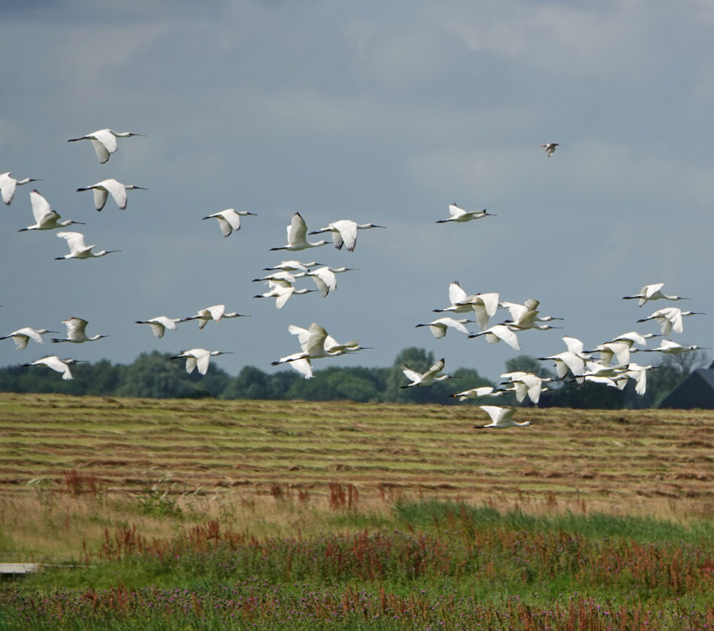 Lepelaars boven Klutenplas