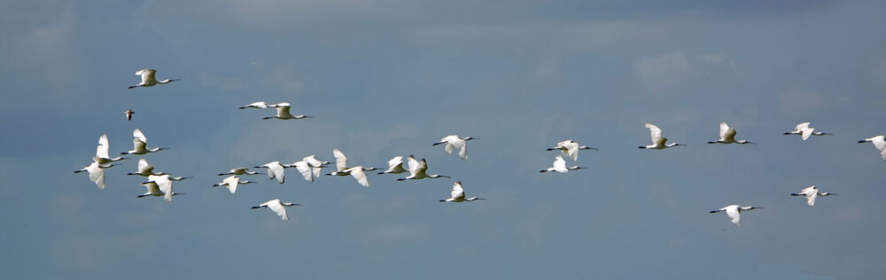 Lepelaars boven Waddenzee