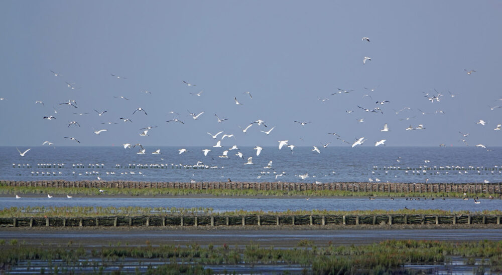 Lepelaars boven wad (Lauwerpolder)
