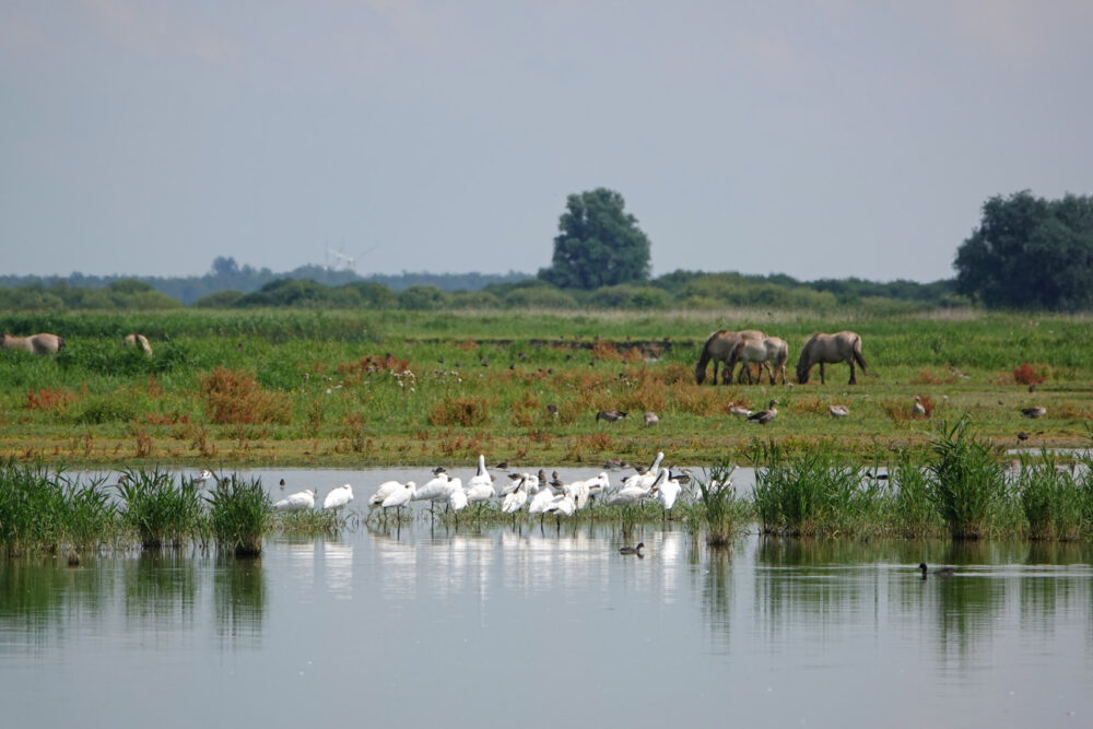 Lepelaars in Ezumakeeg