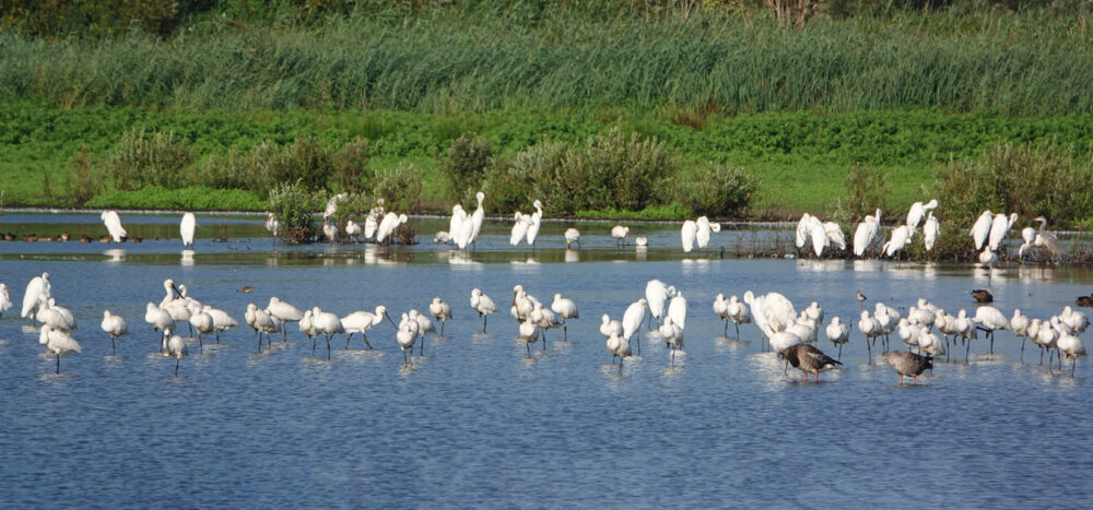 Lepelaars in Kropswolderbuitenpolder (Zuidlaardermeergebied)