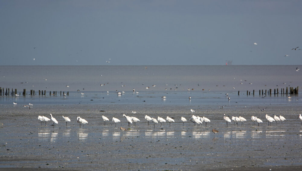 Lepelaars (kwelders Emmapolder)