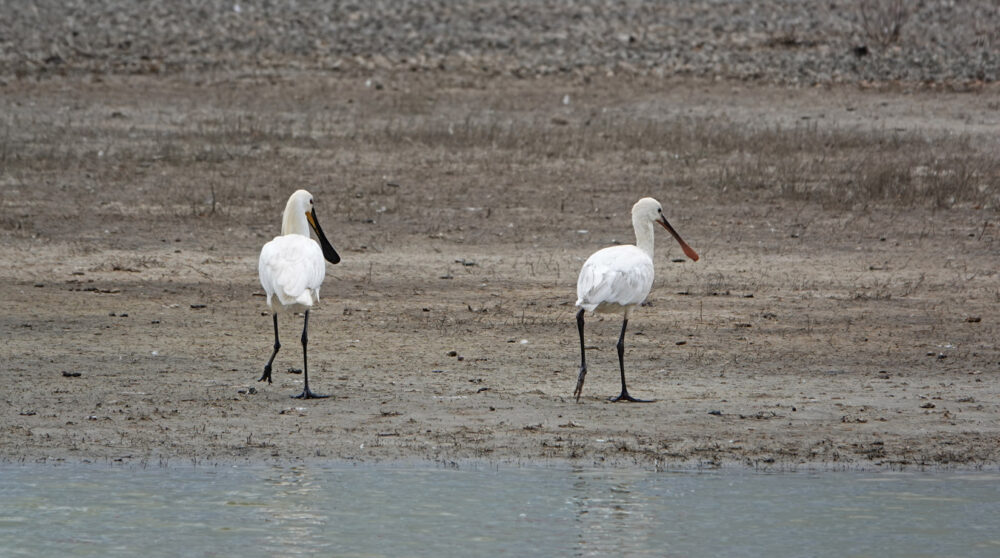 Lepelaars in natuurgebied Ottersaat (Texel)