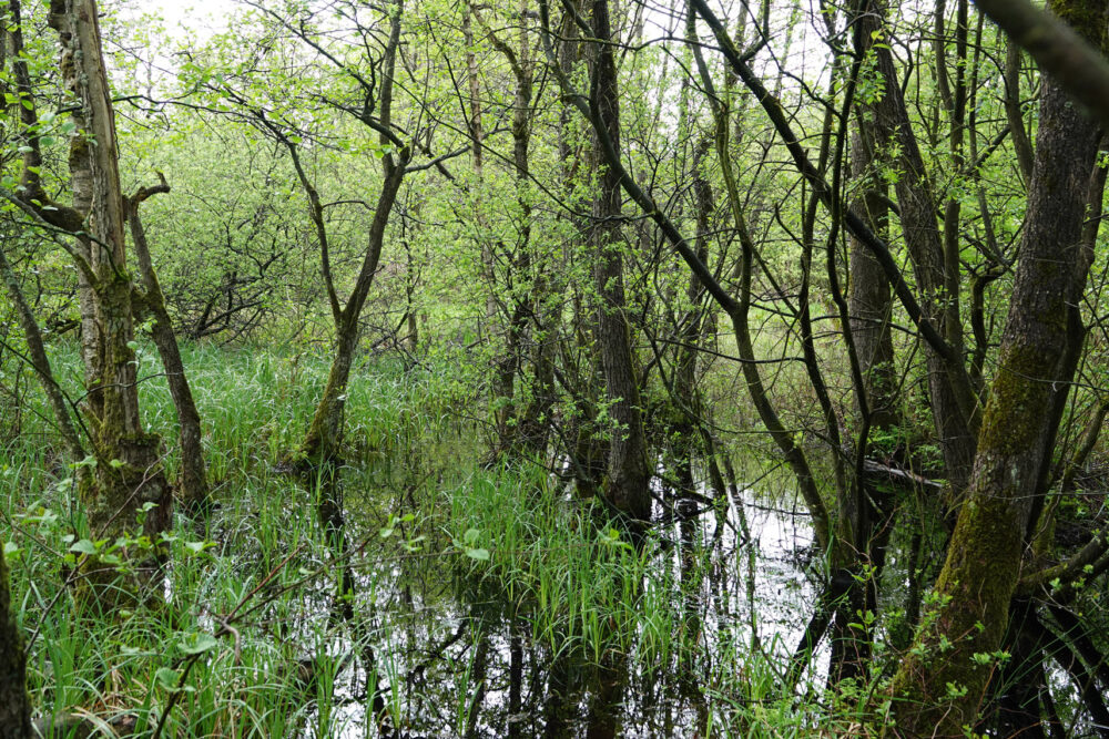 Lettelberter Petten (Onlanden)