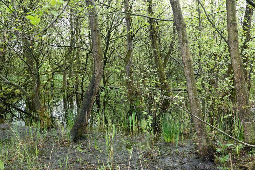 Lettelberter Petten (Onlanden)