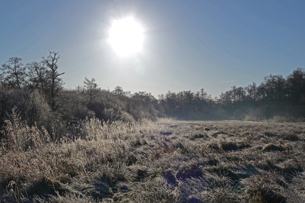 Lettelberter Petten in de winter (Onlanden)