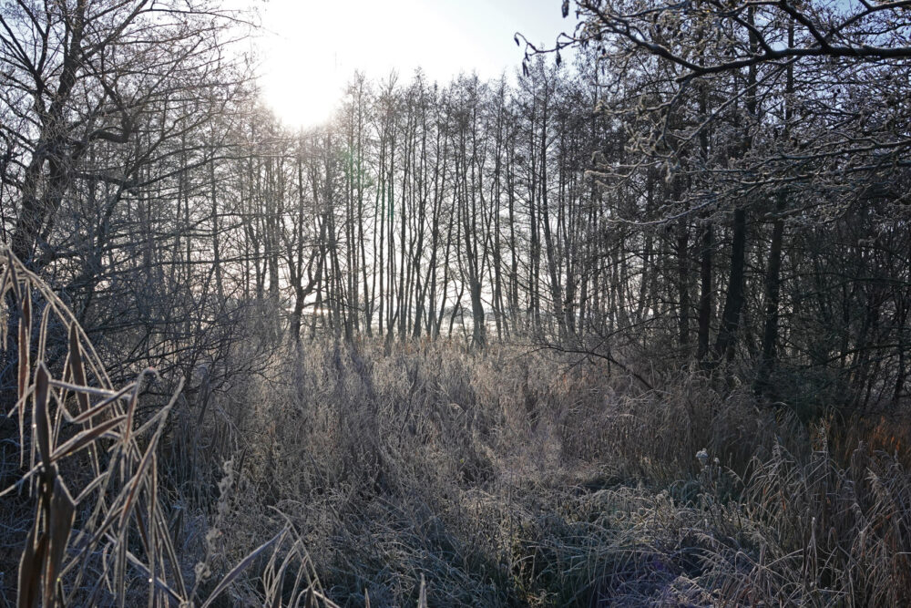 Lettelberter Petten in de winter (Onlanden)