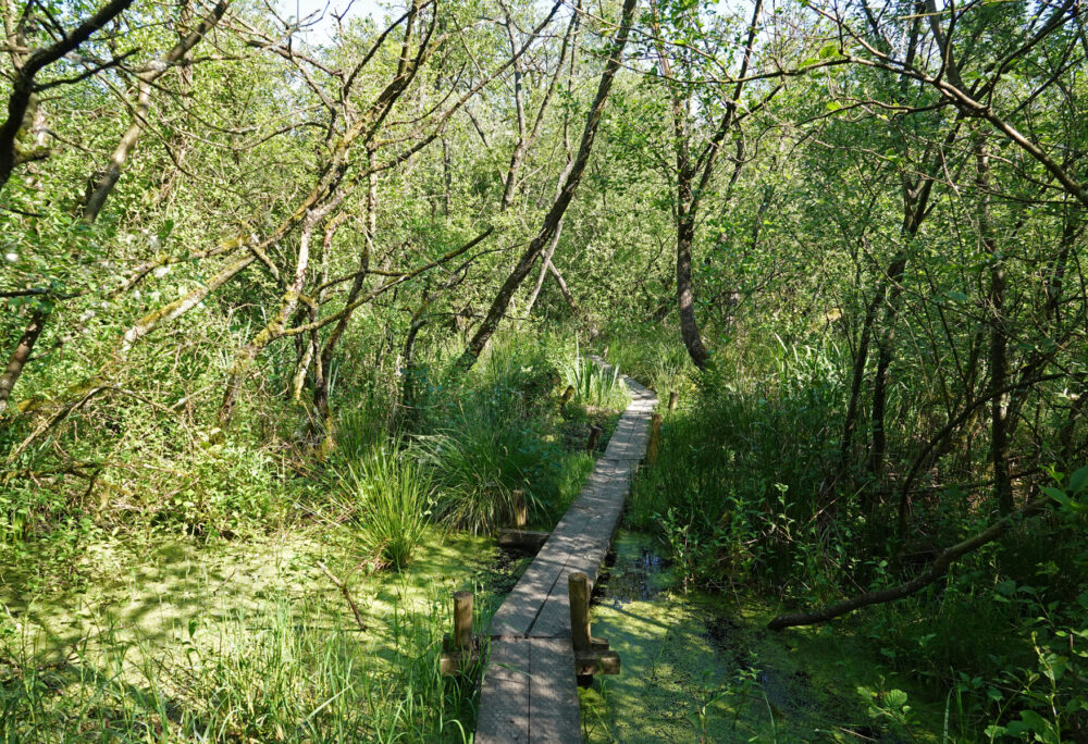 Lettelberter Petten