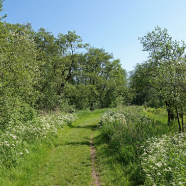 Lettelberter Petten (Onlanden)