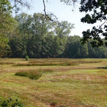 Leusveld