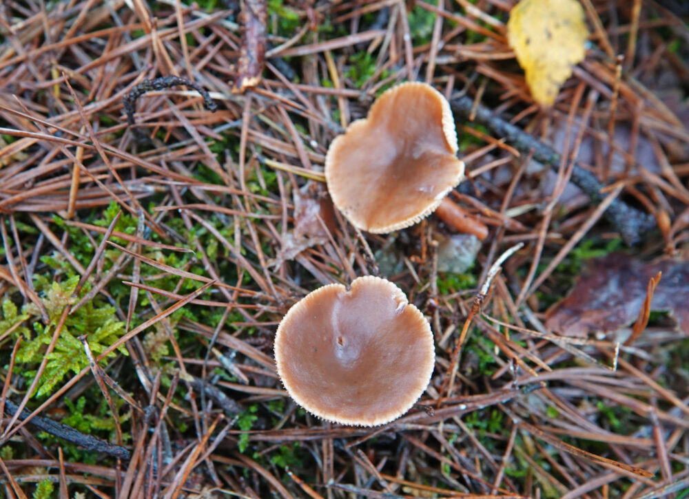 Levermelkzwam