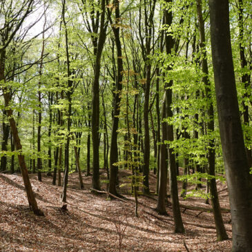 Lheederzand (Dwingelderveld)