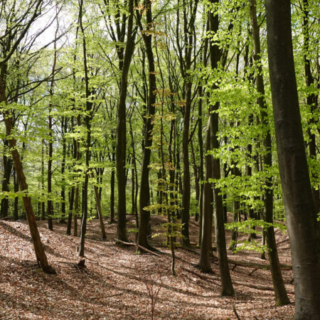 Lheederzand (Dwingelderveld)