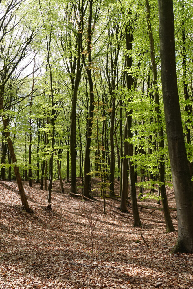 Lheederzand (Dwingelderveld)
