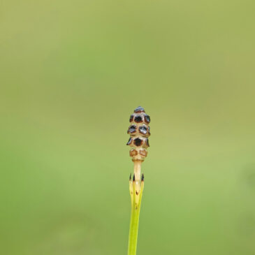 Lidrus