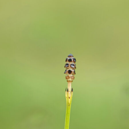 Lidrus