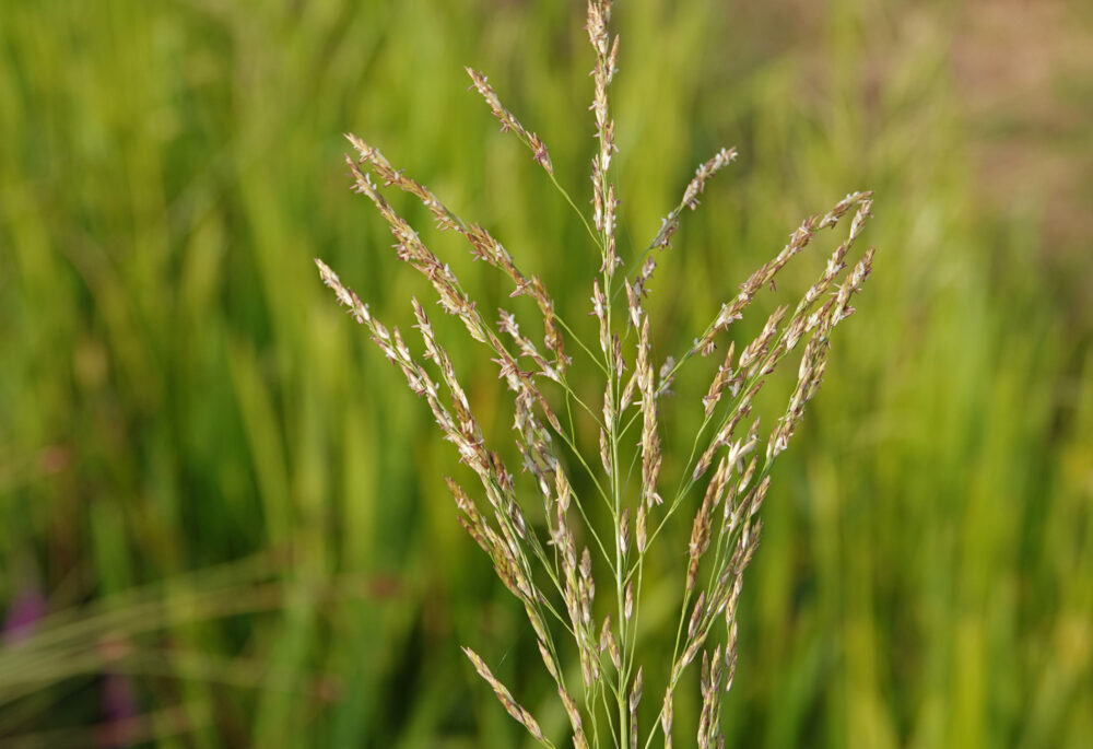Liesgras
