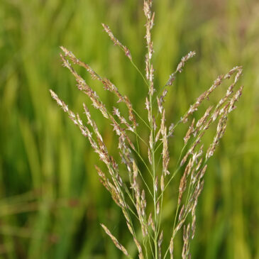 Liesgras