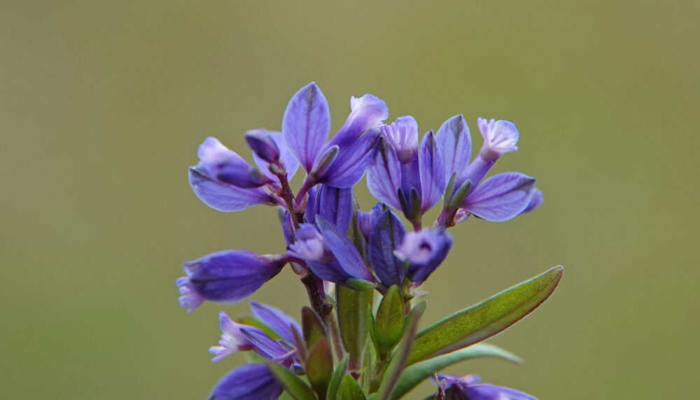 Liggende vleugeltjesbloem