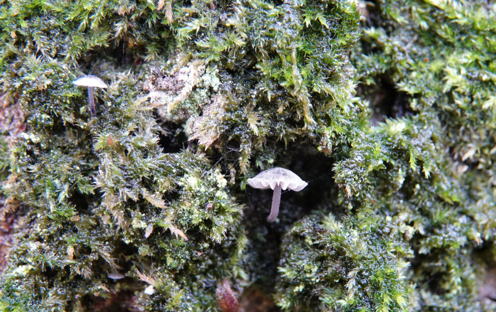 Lilabruine schorsmycena