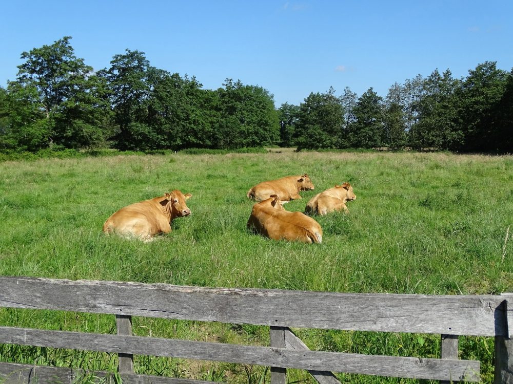 Limouisin koeien in het Beeld Onlanden