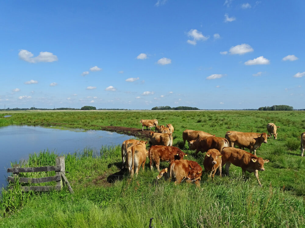 Limousinkoeien langs het Eelderdiep (Onlanden)