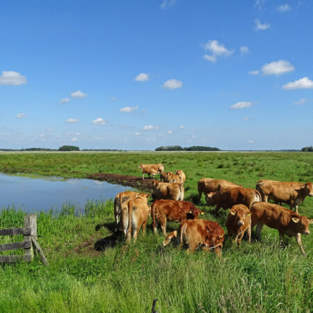Limousinkoeien langs het Eelderdiep (Onlanden)