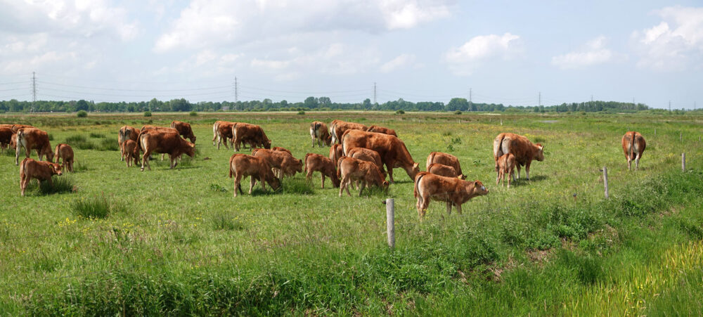 Limousins in de Snegelstukken (Onlanden)