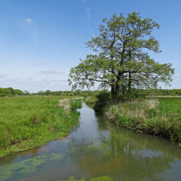 Loonerdiep (NP Drentsche Aa)