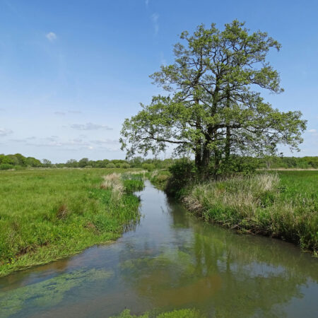 Loonerdiep (NP Drentsche Aa)