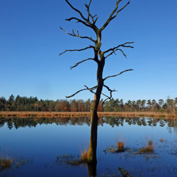 Lunsveen in het Drouwenerveld