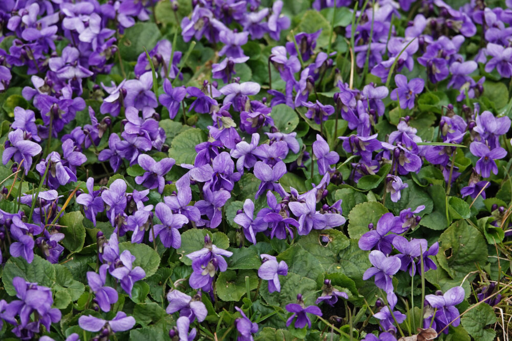 Maarts viooltje