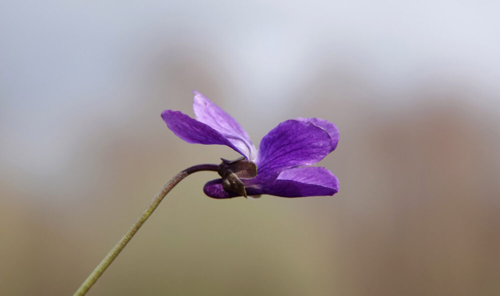 Maarts viooltje
