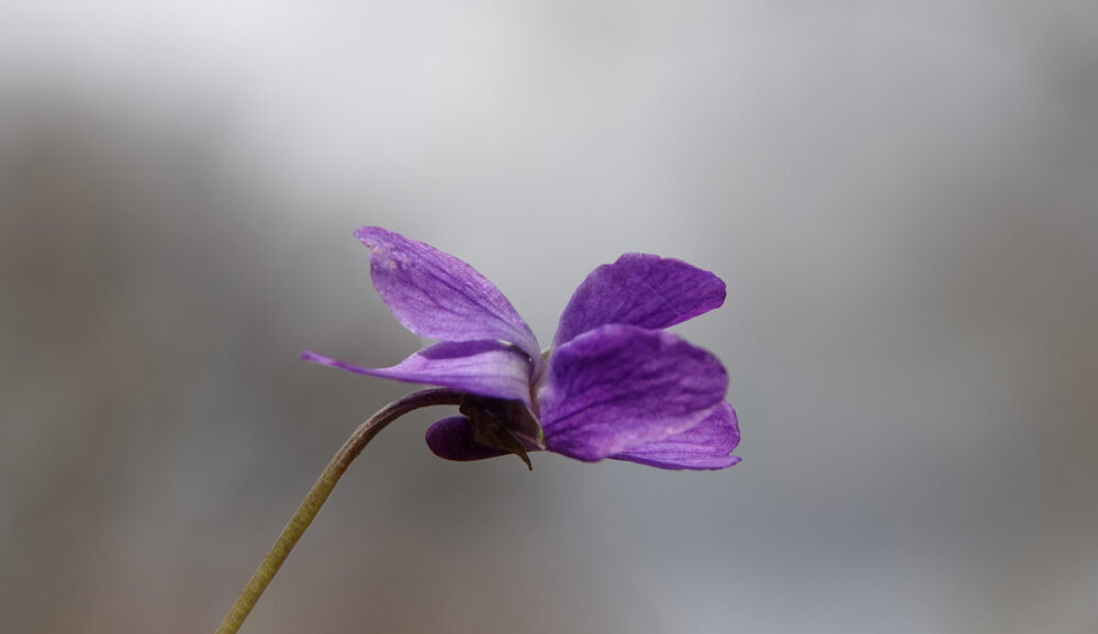 Maarts viooltje