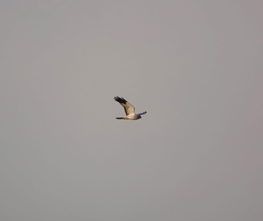 Man blauwe kiekendief boven Peizerweering (Onlanden)