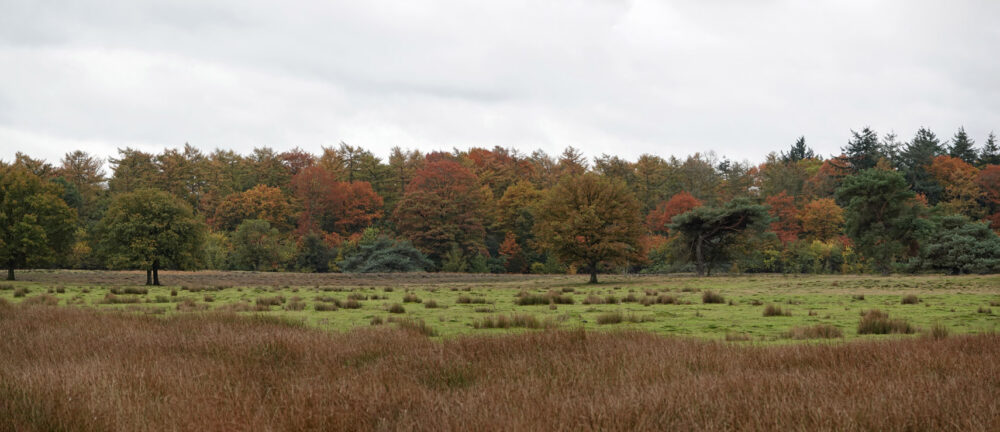 Mandefjild (herfst)